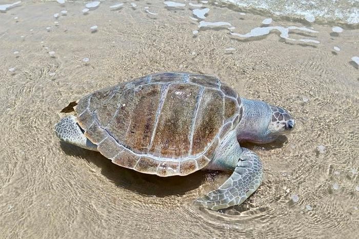 Rùa biển chết trôi dạt vào khu vực Bãi Sau, Vũng Tàu - Báo Người Lao Động