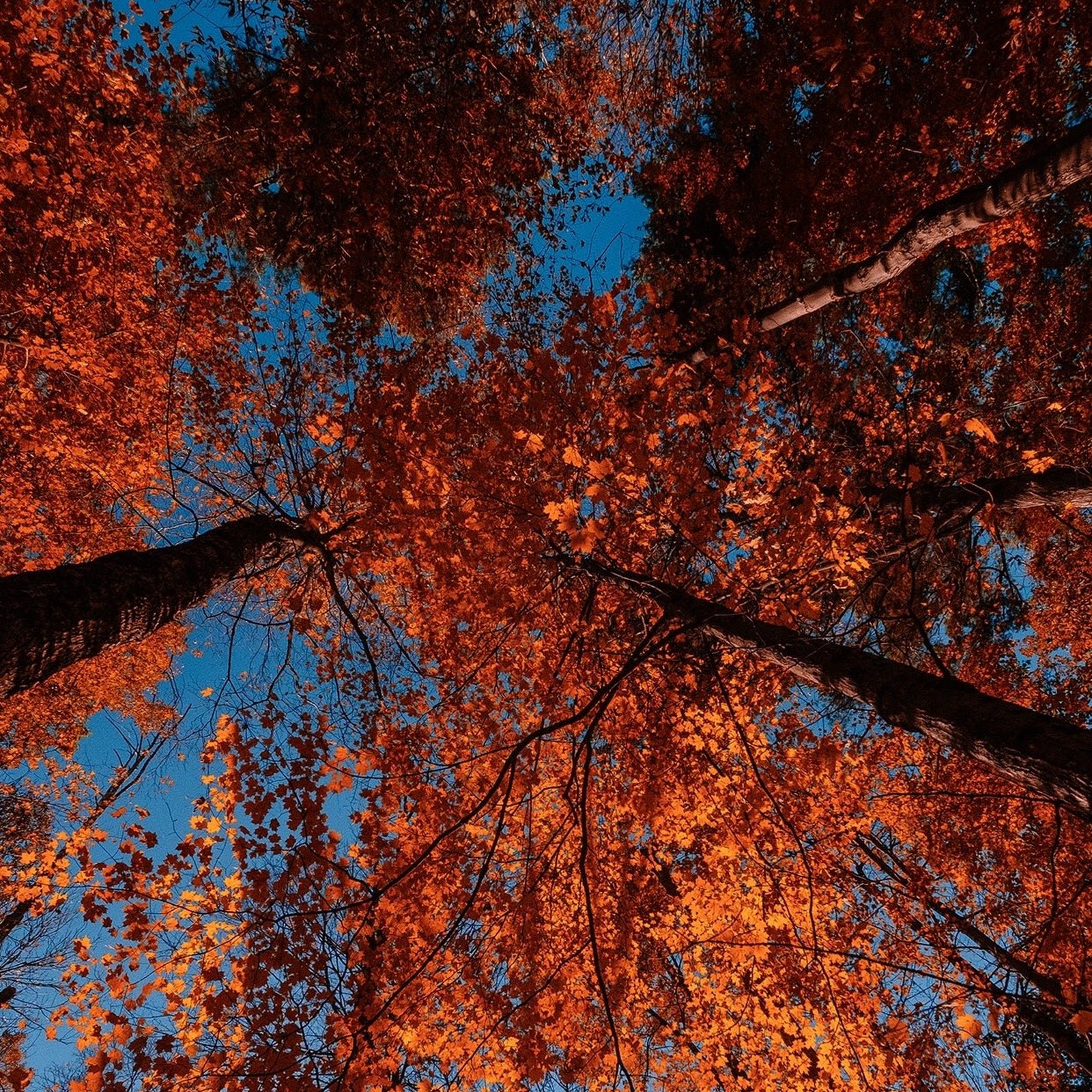 Download Landscape, Fall, Trees, Leaves, Red Leaves Full HD iPhone