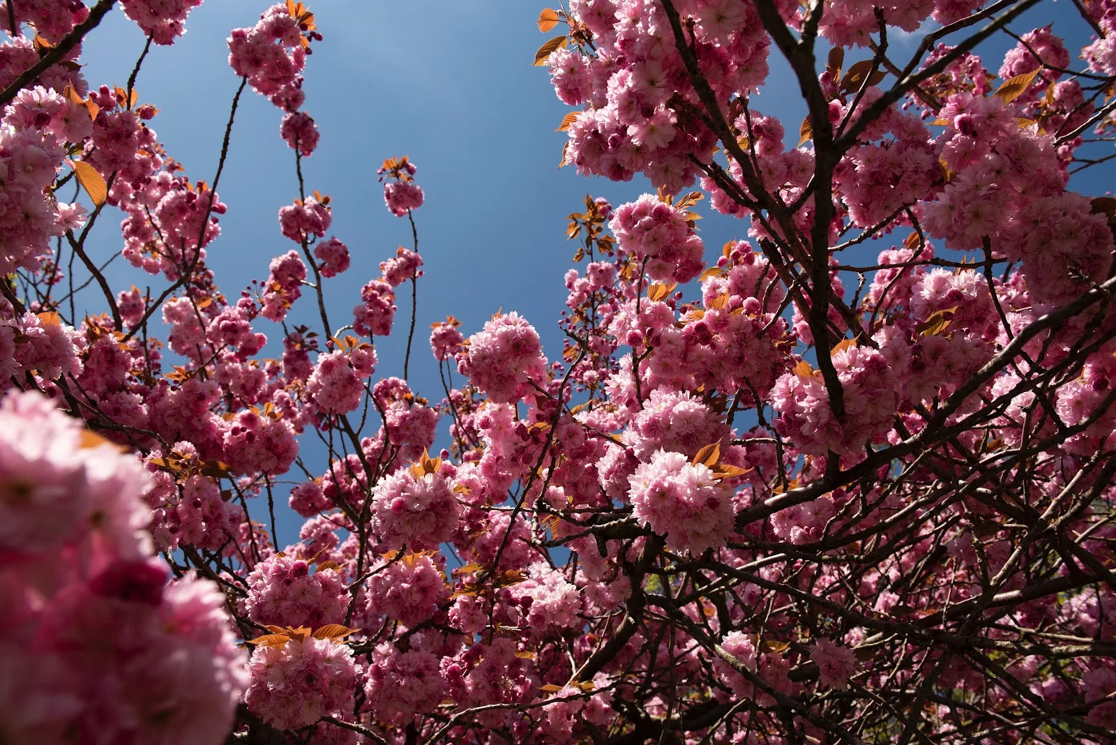 Blooming Pink Cherry Blossoms - Nature Photography 5K Wallpaper (6016x4016)