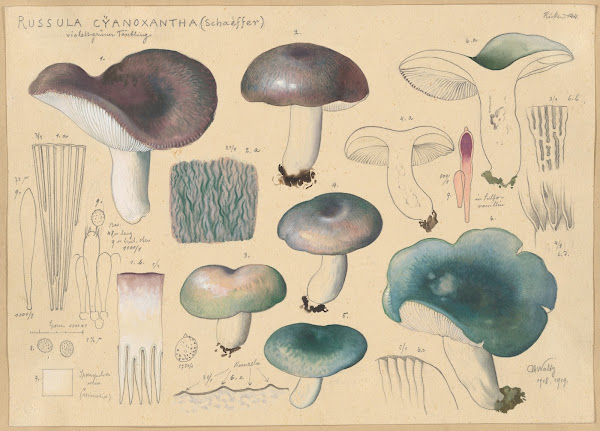 Russula cyanoxantha Schaeffer 1915 1945