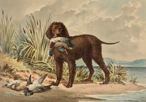 Standing Curly Coated Retriever Mallard Duck in mouth three more ducks on ground