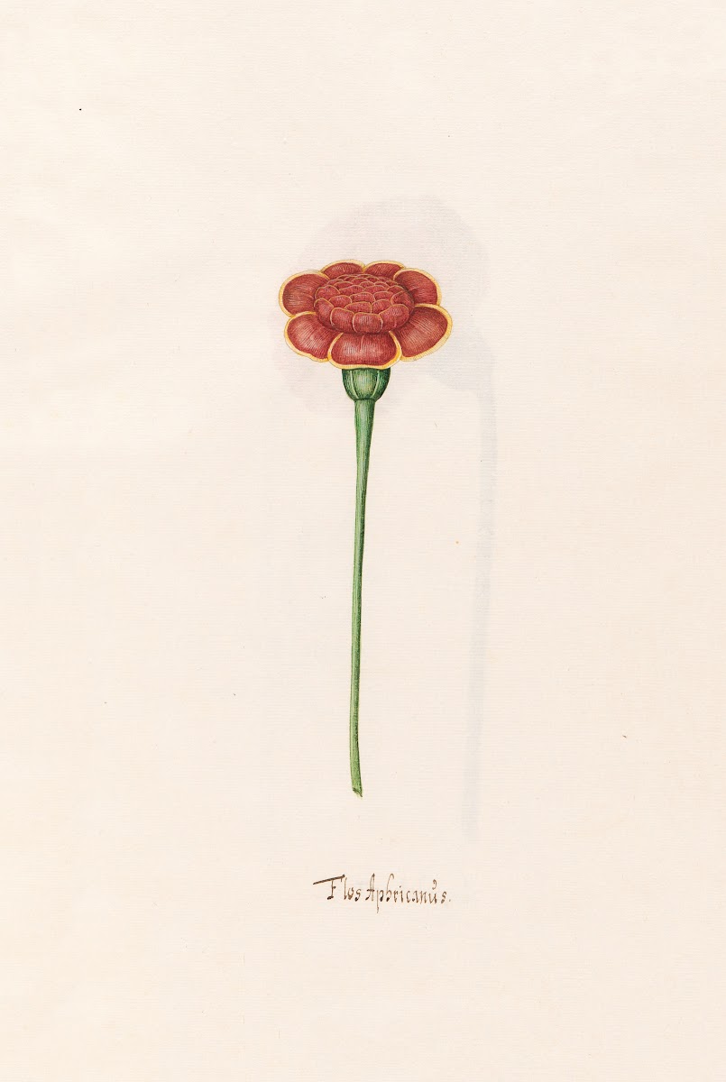 Flos Aphricanüs 1692