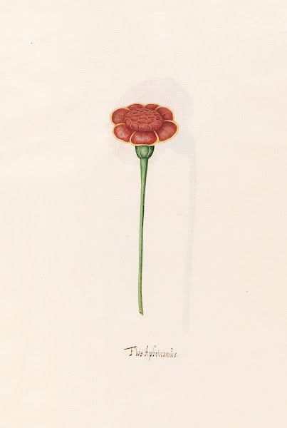 Flos Aphricanüs 1692