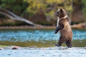 Grizzly Bear Wallpaper