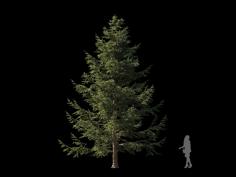 Maxtree - Plant Models Vol.120