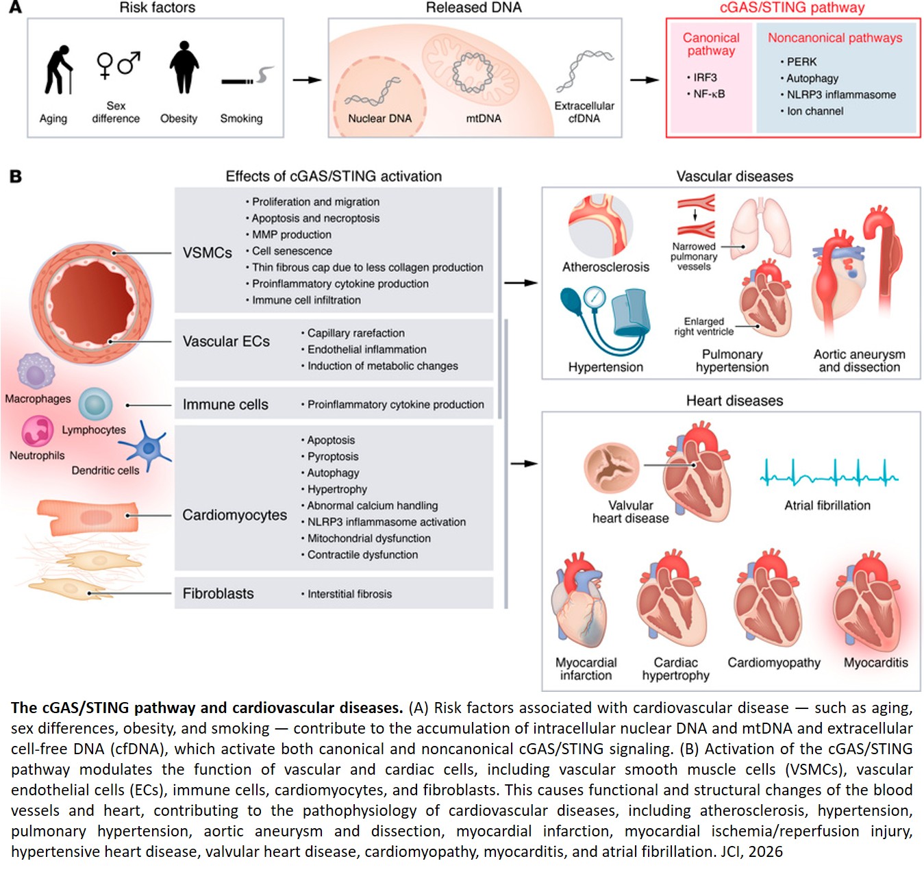 Emerging roles of the cGAS/STING pathway in cardiovascular diseases