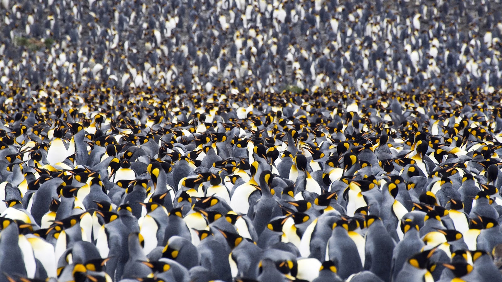 Penguins Wallpaper