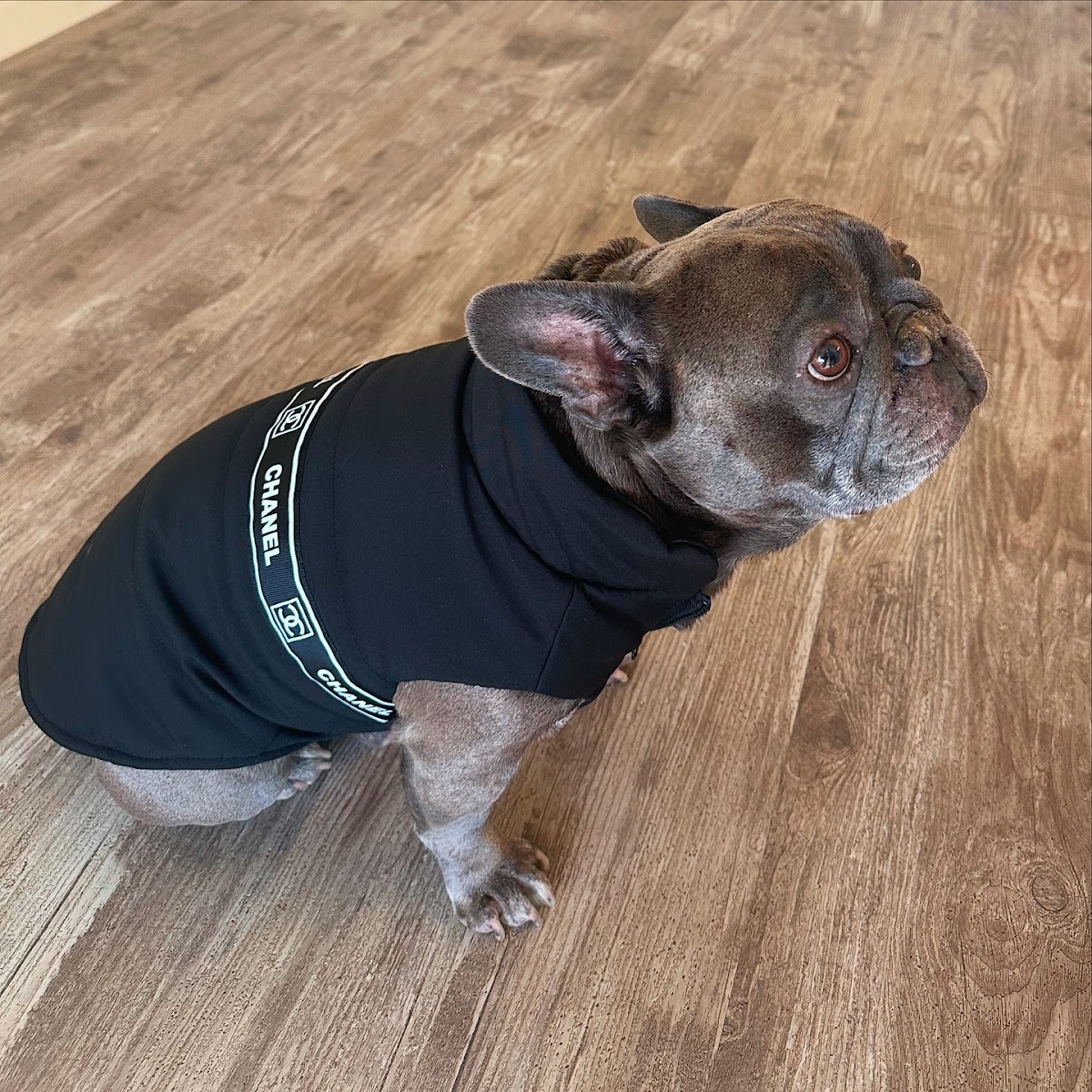 Real customer dog in DearDoggo