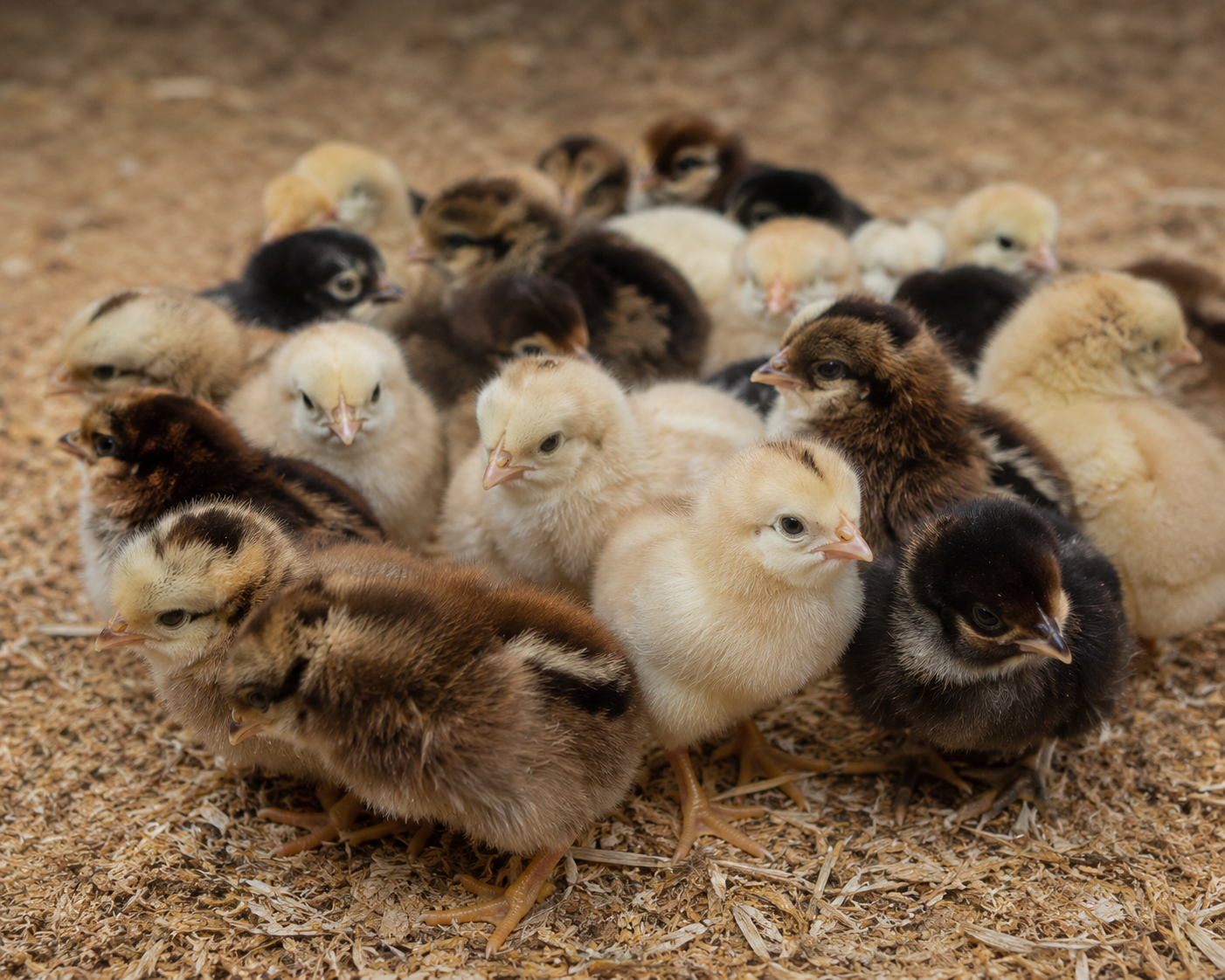 Anak Ayam DOC