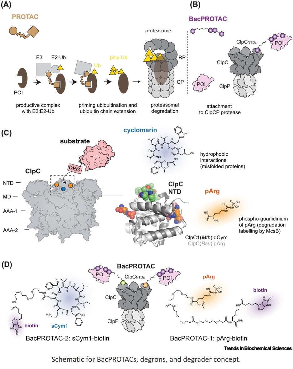 BacPROTAC-induced protein degradation as a new antibiotic concept