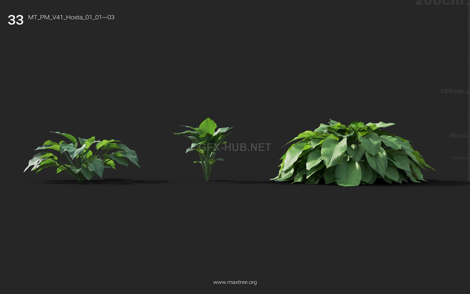 Maxtree - Plant Models Vol.41