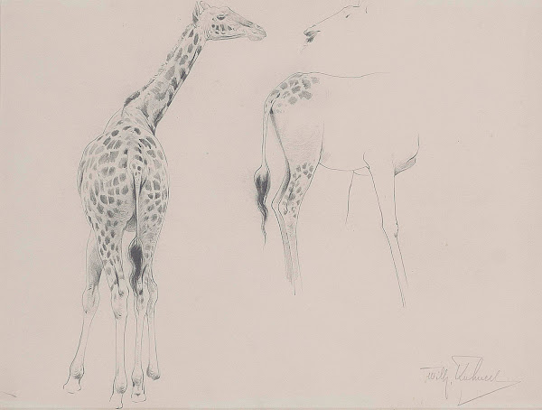A study of two giraffes
