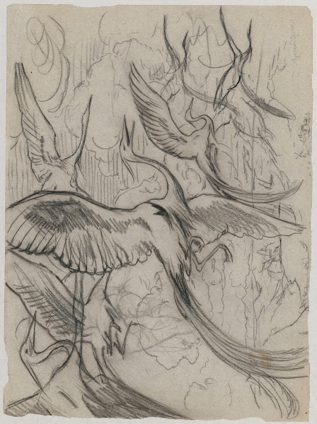 Wonderful birds 1892