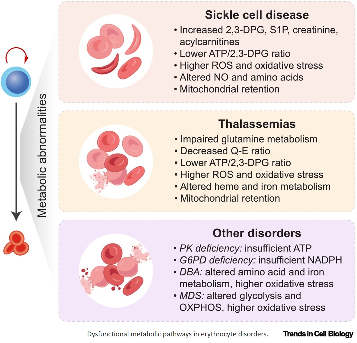 Understanding and targeting erythroid cell metabolism