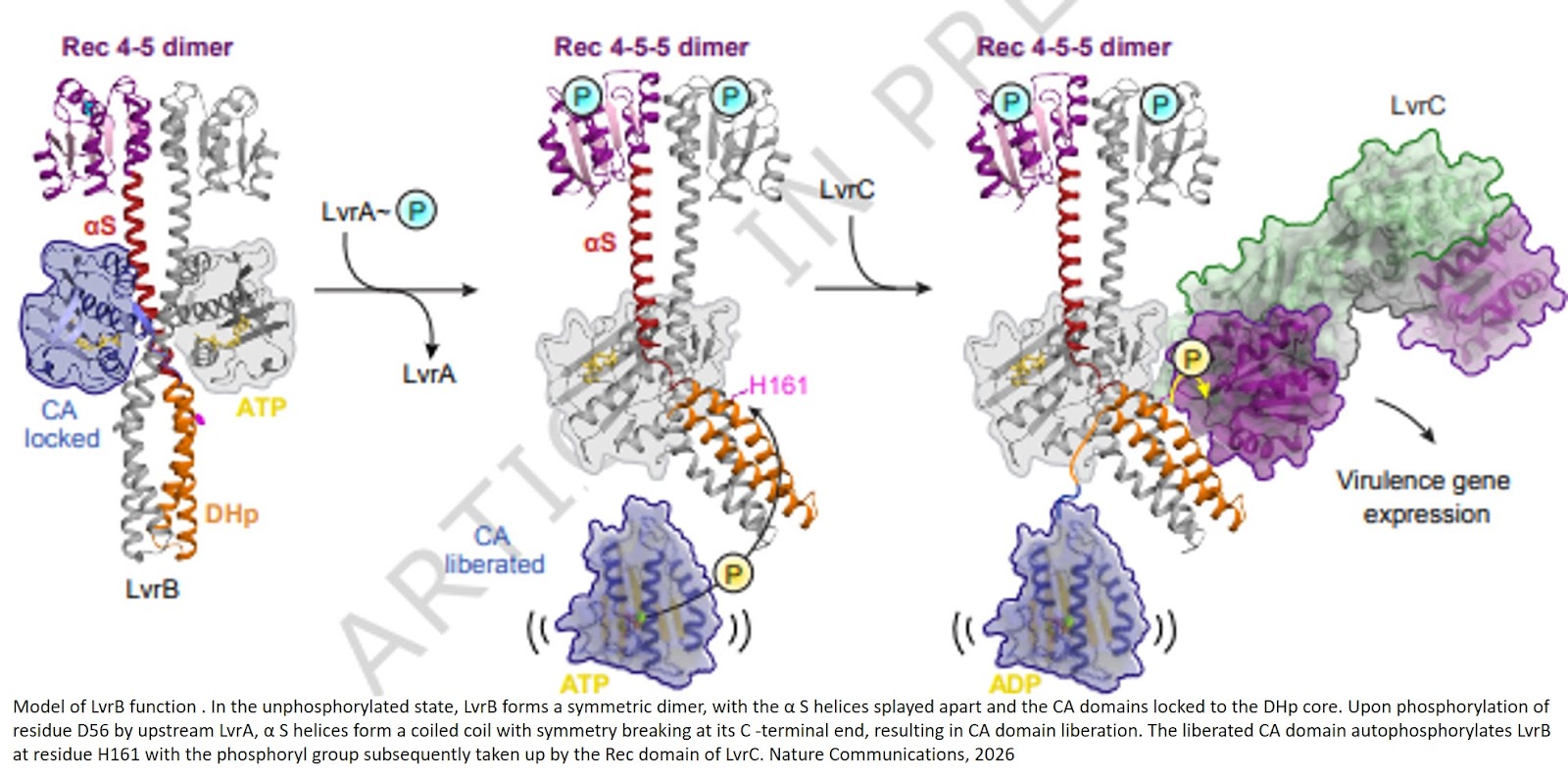 Activation mechanism of the full-length histidine kinase LvrB from pathogenic Leptospira