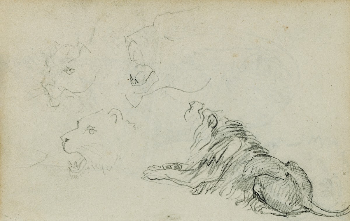 Four lion studies 1812   1814