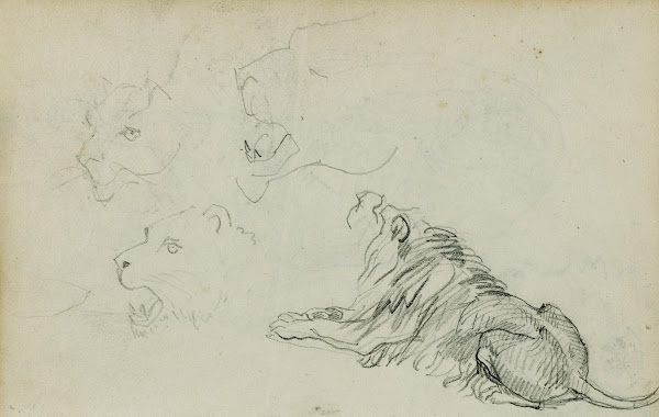 Four lion studies 1812   1814