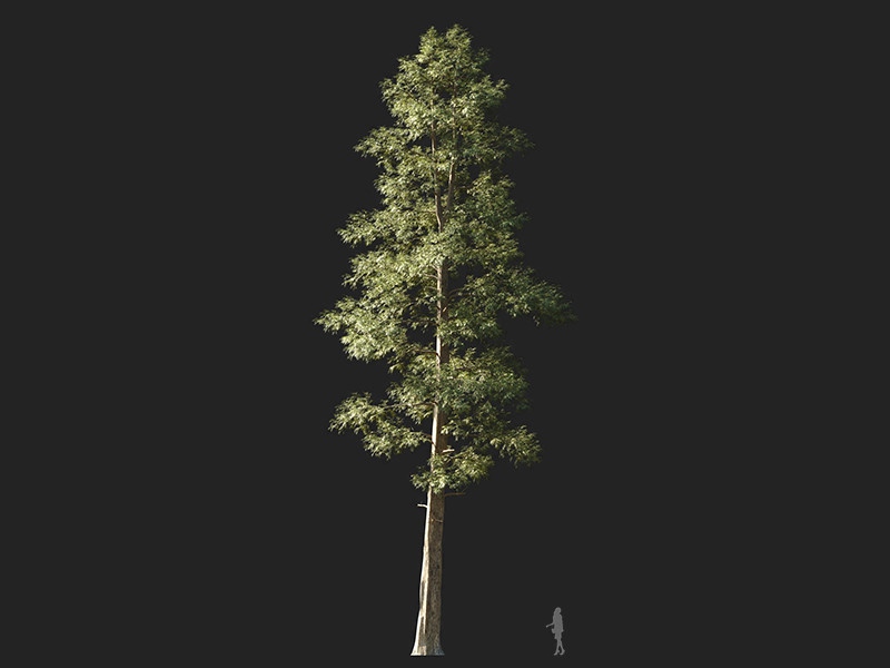 Maxtree - Plant Models Vol.132