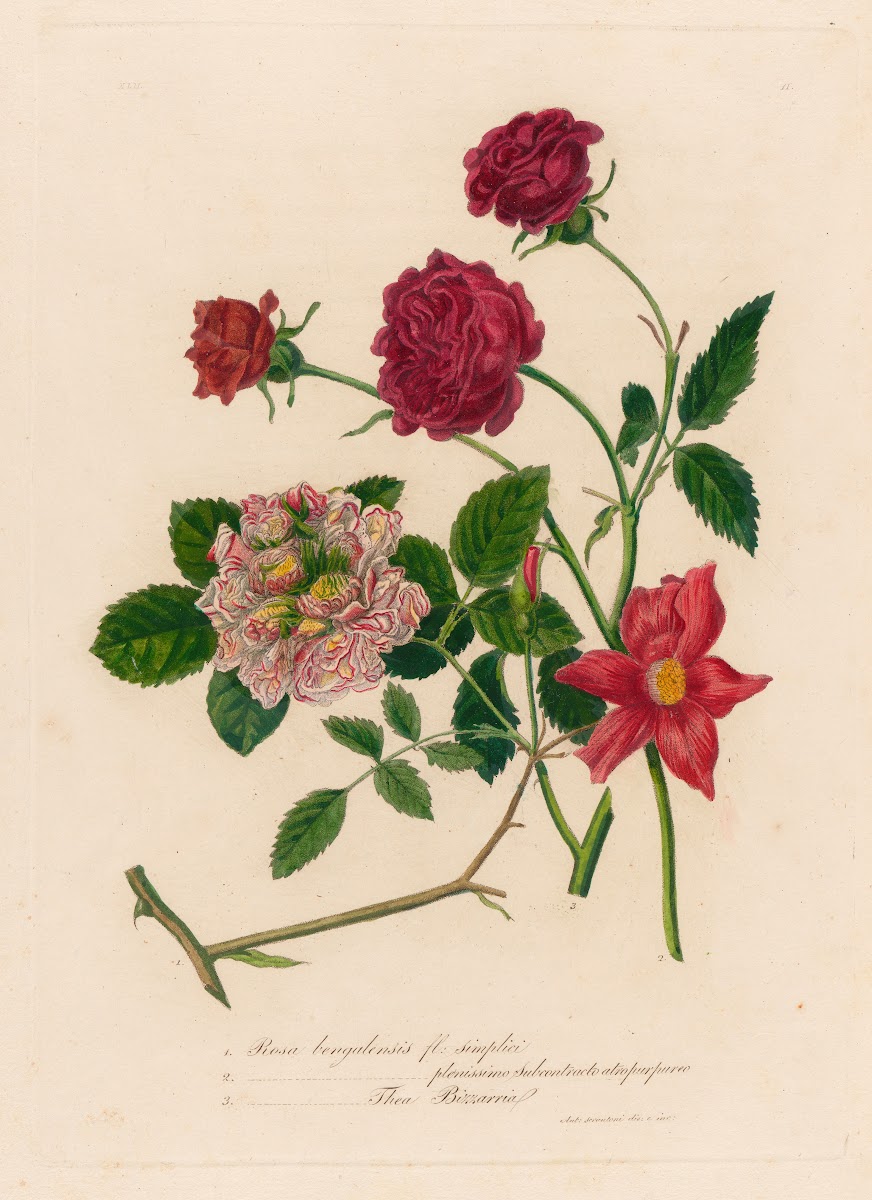 1 Rosa bengalensis fl simplici and 2 Rosa bengalensis plenissimo subcontracto at