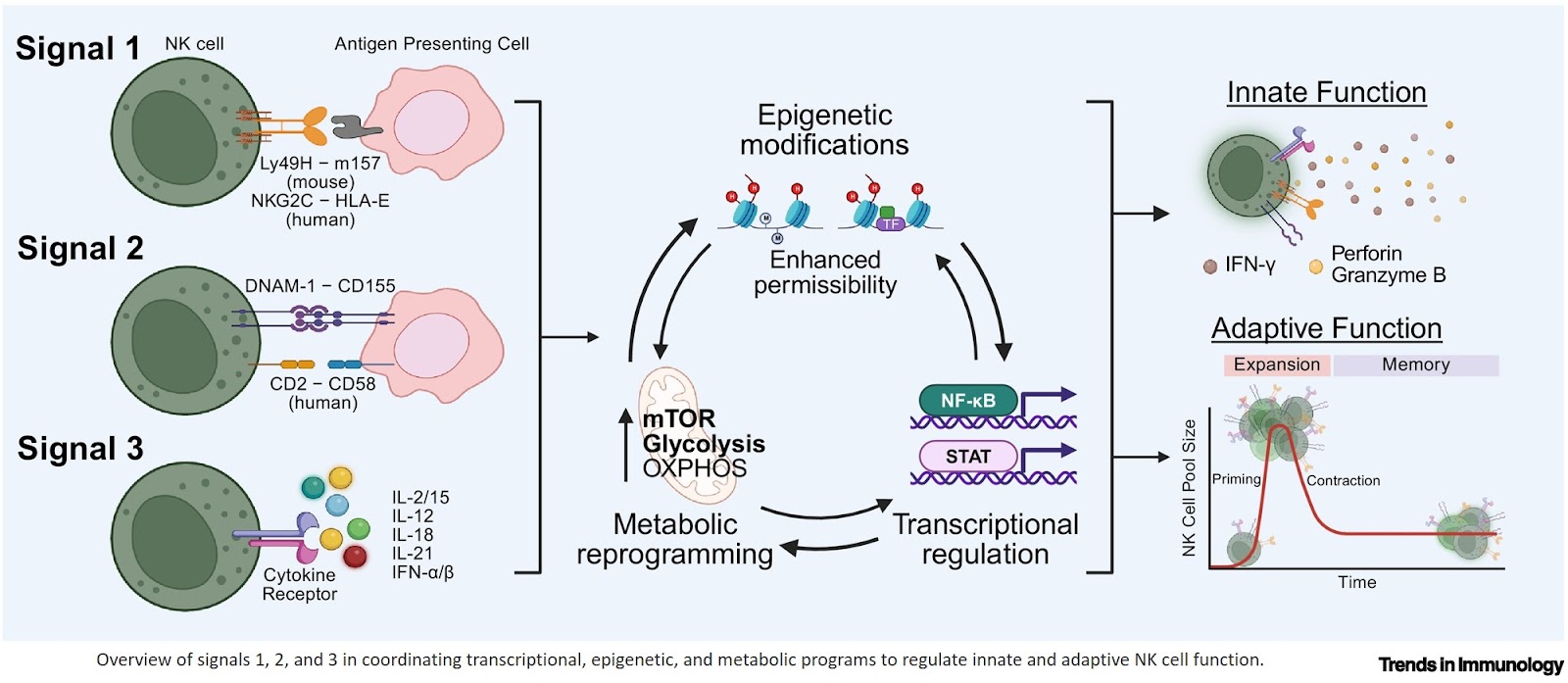 Signaling networks modulating NK cell memory