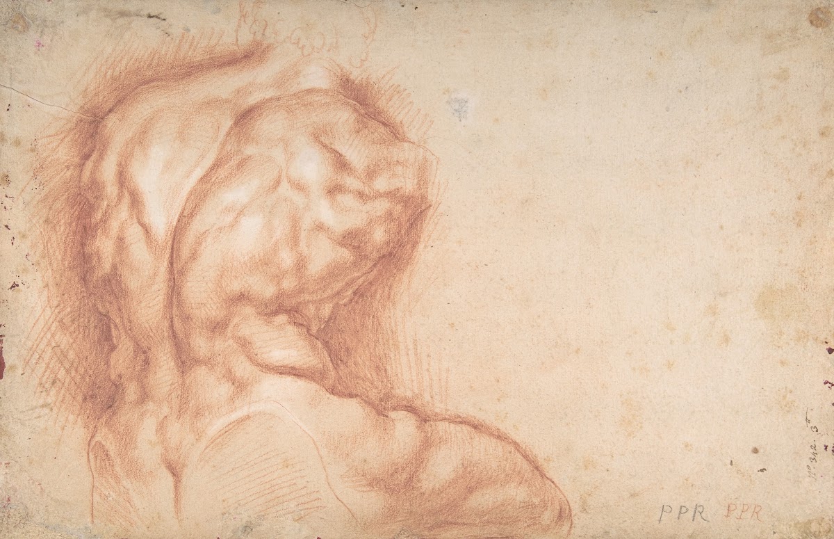 Study of the Torso Belvedere 15771640