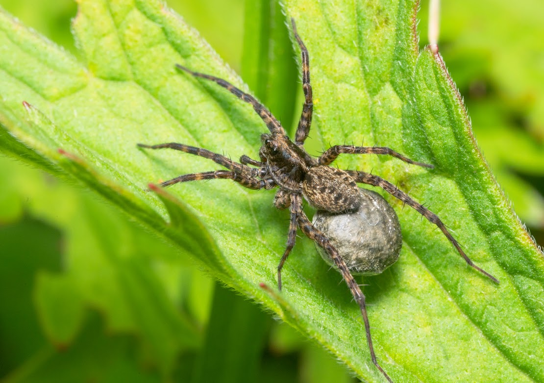 Pardosa sp.