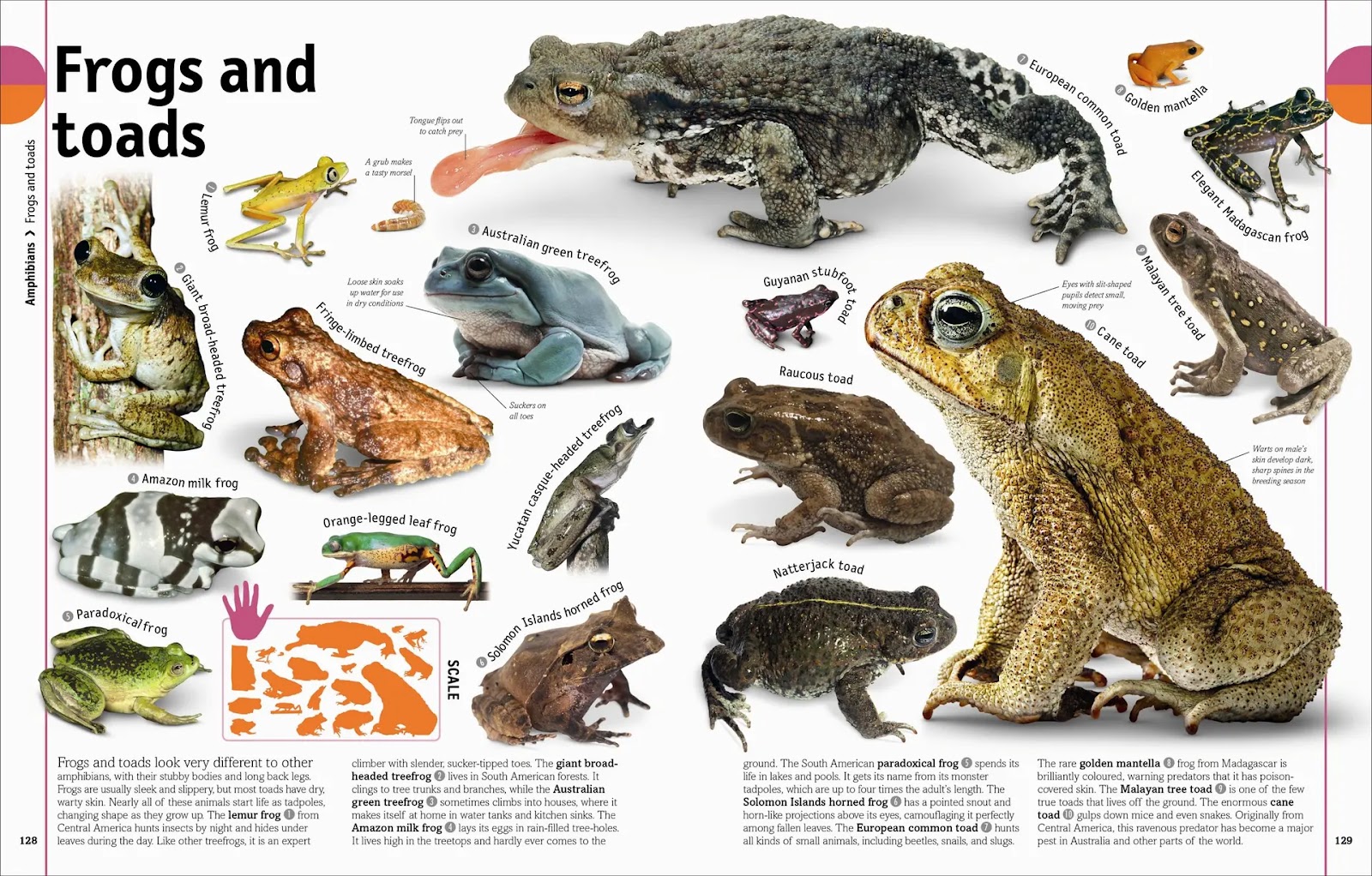 Our World in Pictures: The Animal Book — gambar 3