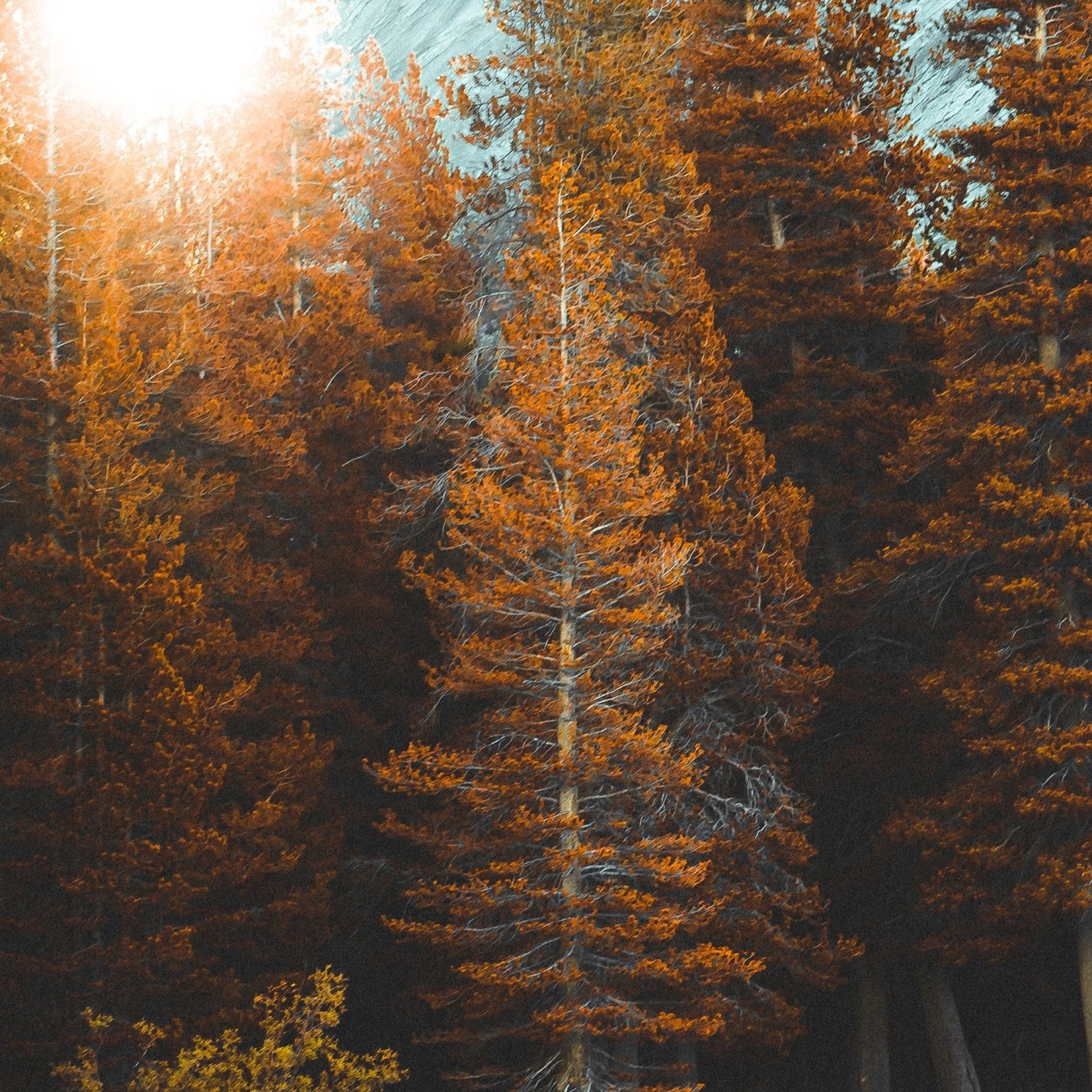 Download Tree Plant Abies Fir Autumn 4K iPhone