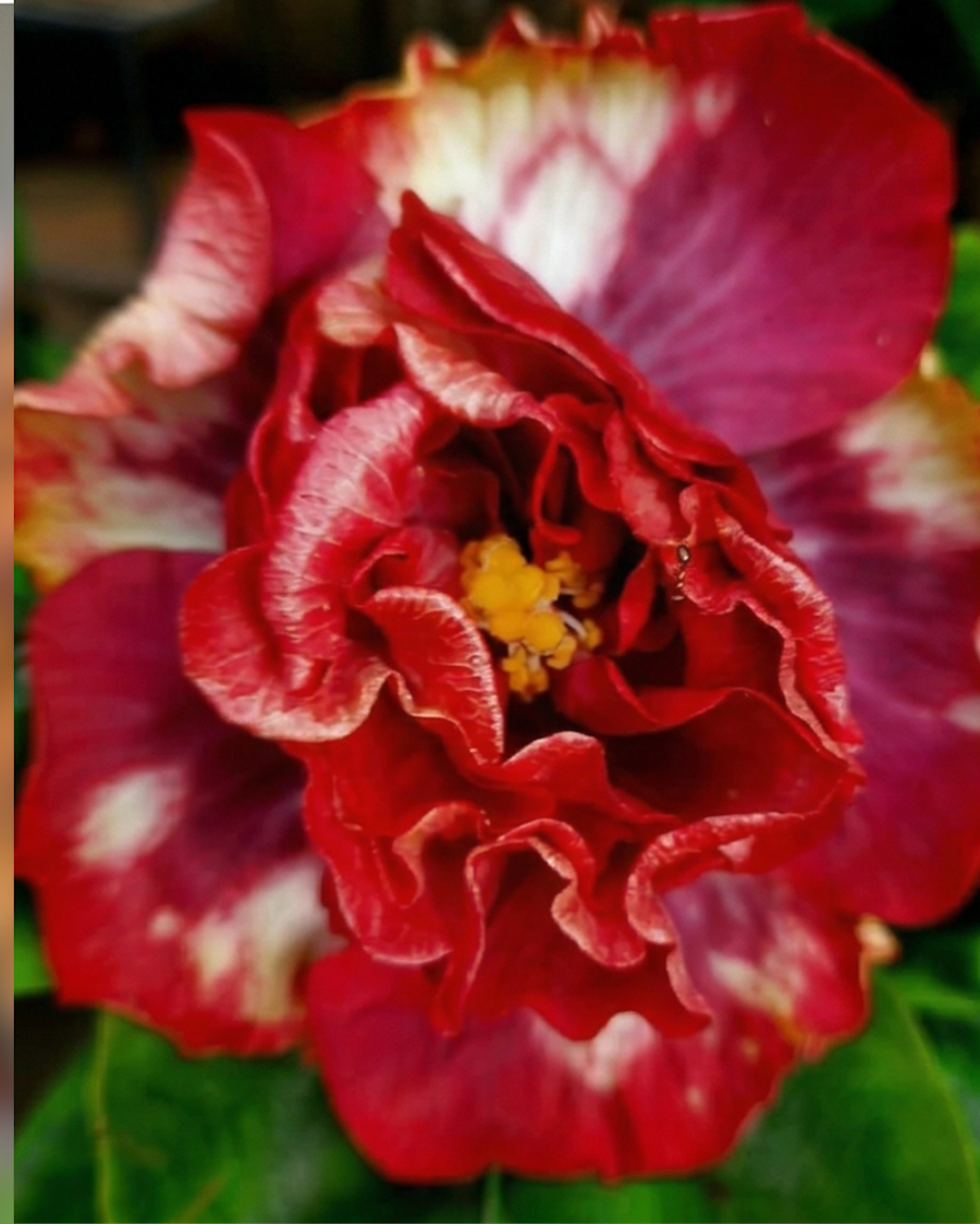 Hibiscus Abolina — view 3