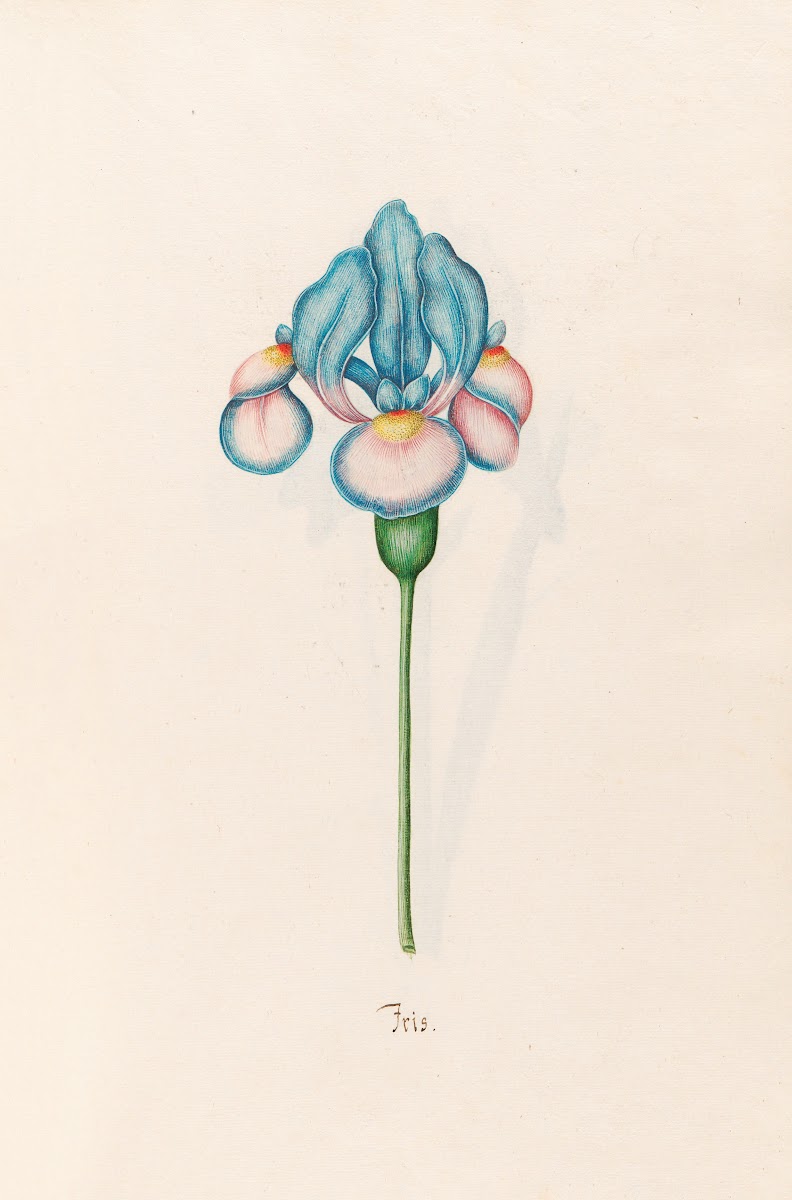 Iris 1692