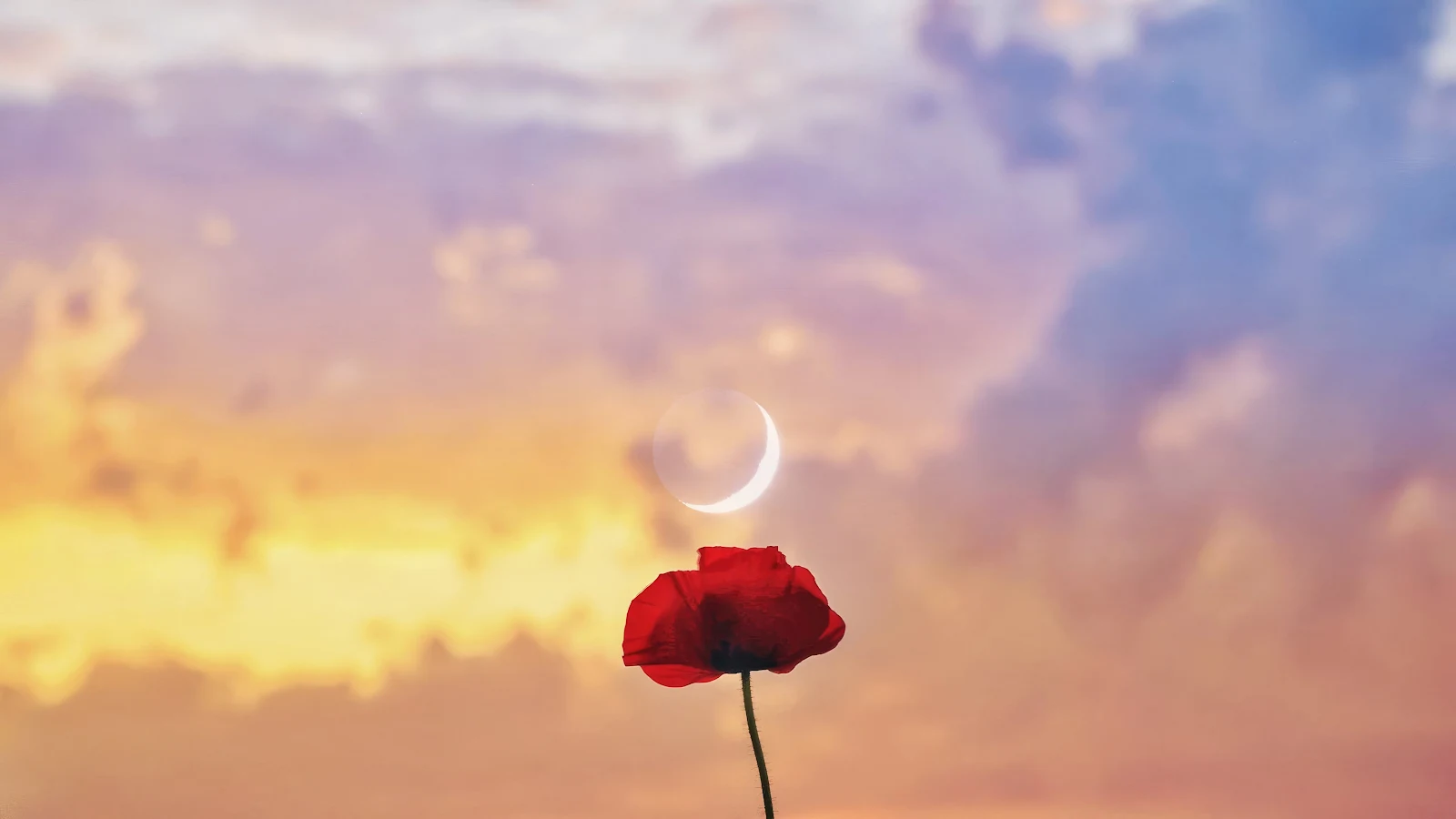 Red Rose 4K Desktop Wallpaper Background [3840x2160] Free Download