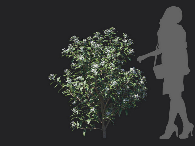 Maxtree - Plant Models Vol.129