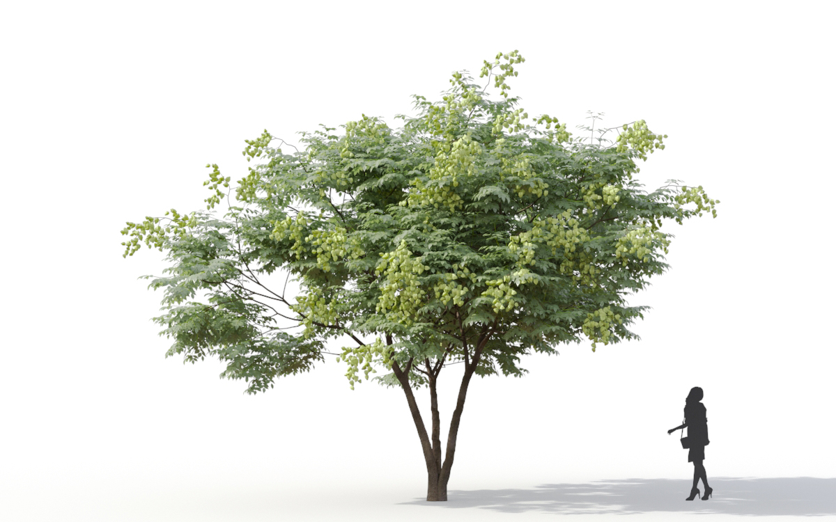 Maxtree - Plant Models Vol.11
