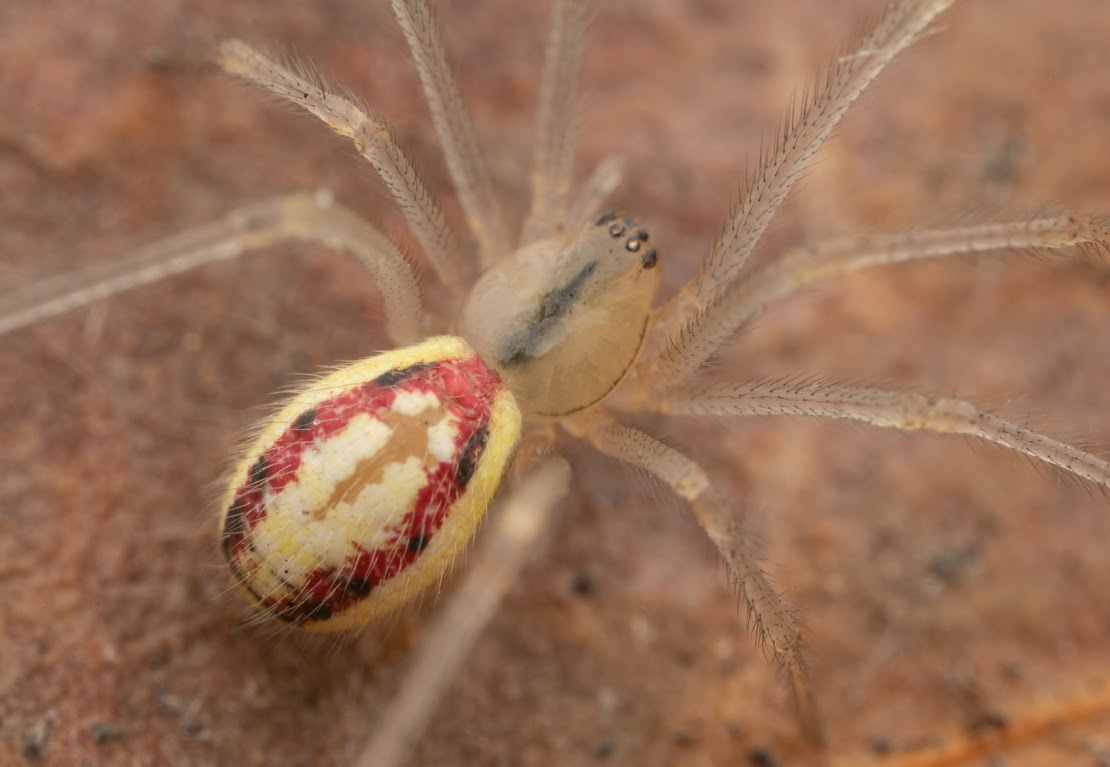 Enoplognatha