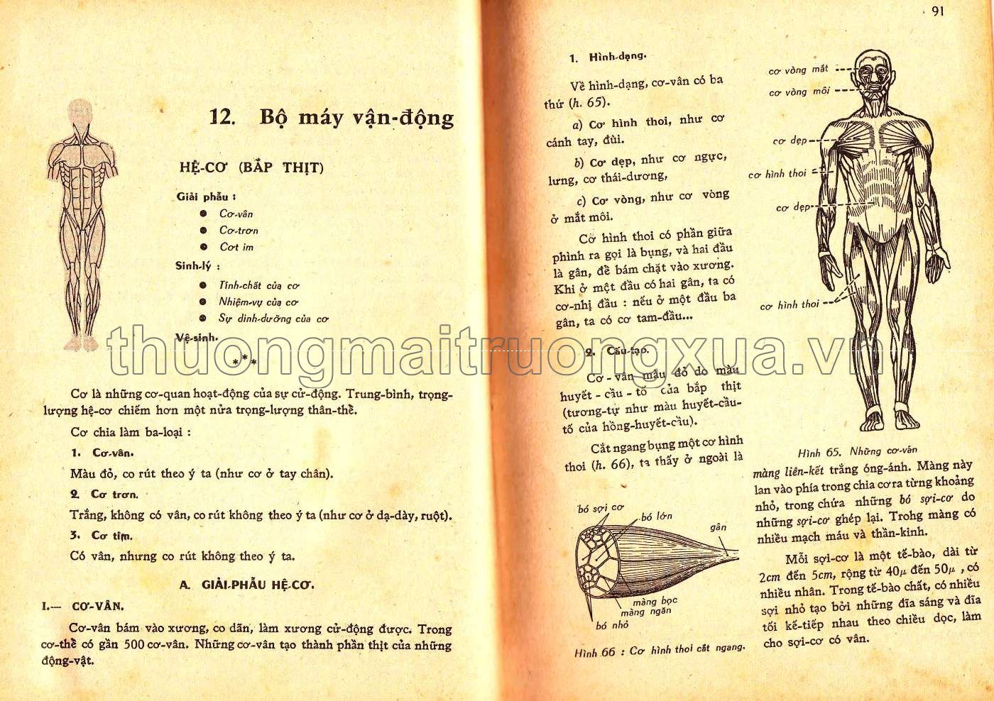 Vạn vật học lớp 9 (1971) - Trang 46