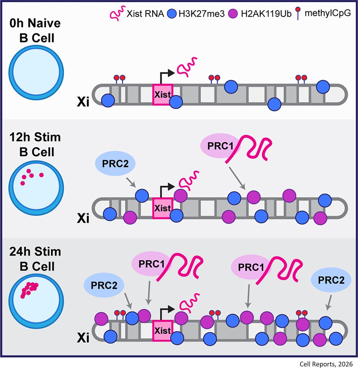 Xist RNA dependent and independent mechanisms regulate dynamic X chromosome inactivation in B lymphocytes