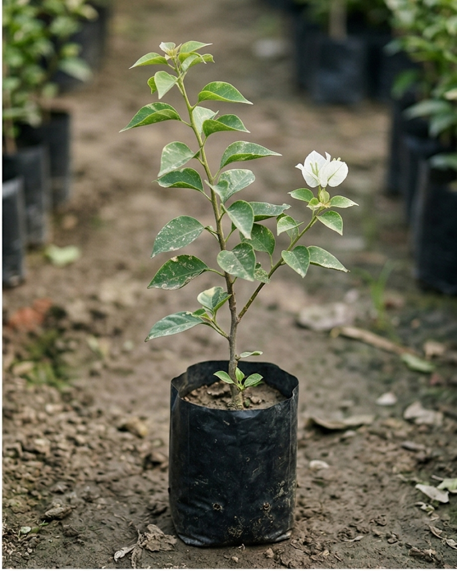 Imported Flame White Bougainvillea Plant — view 3