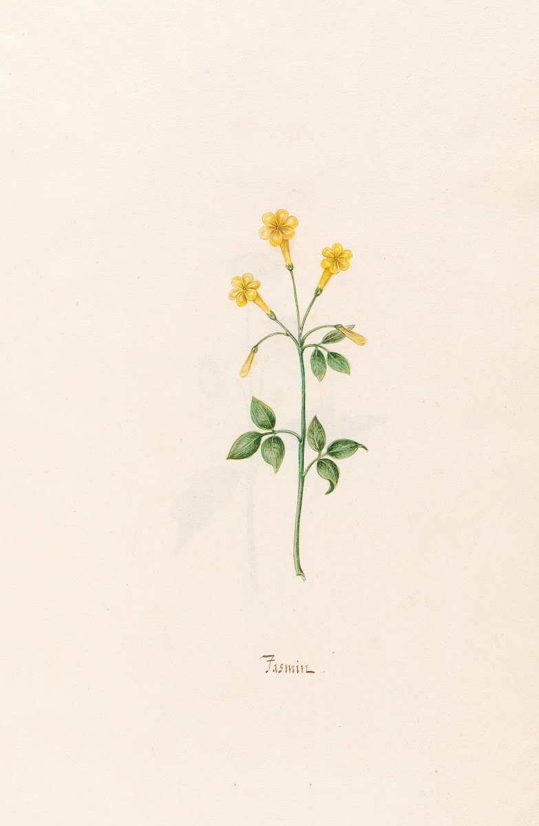 Jasmin 1692