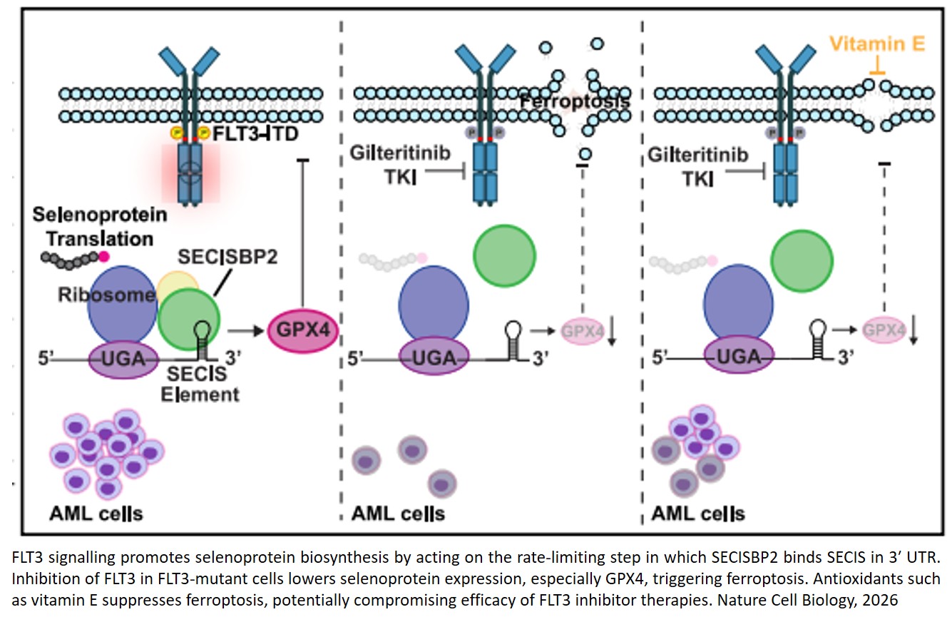 Targeting oncogenic FLT3 uncovers a ferroptosis vulnerability through selenocysteine recoding in acute myeloid leukaemia