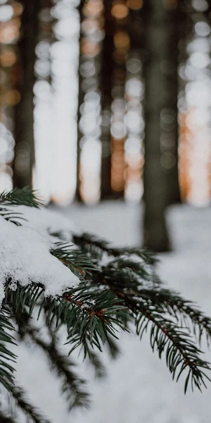 Snowy, Evergreen, Bokeh, Forest, Winter iPhone Wallpaper Background