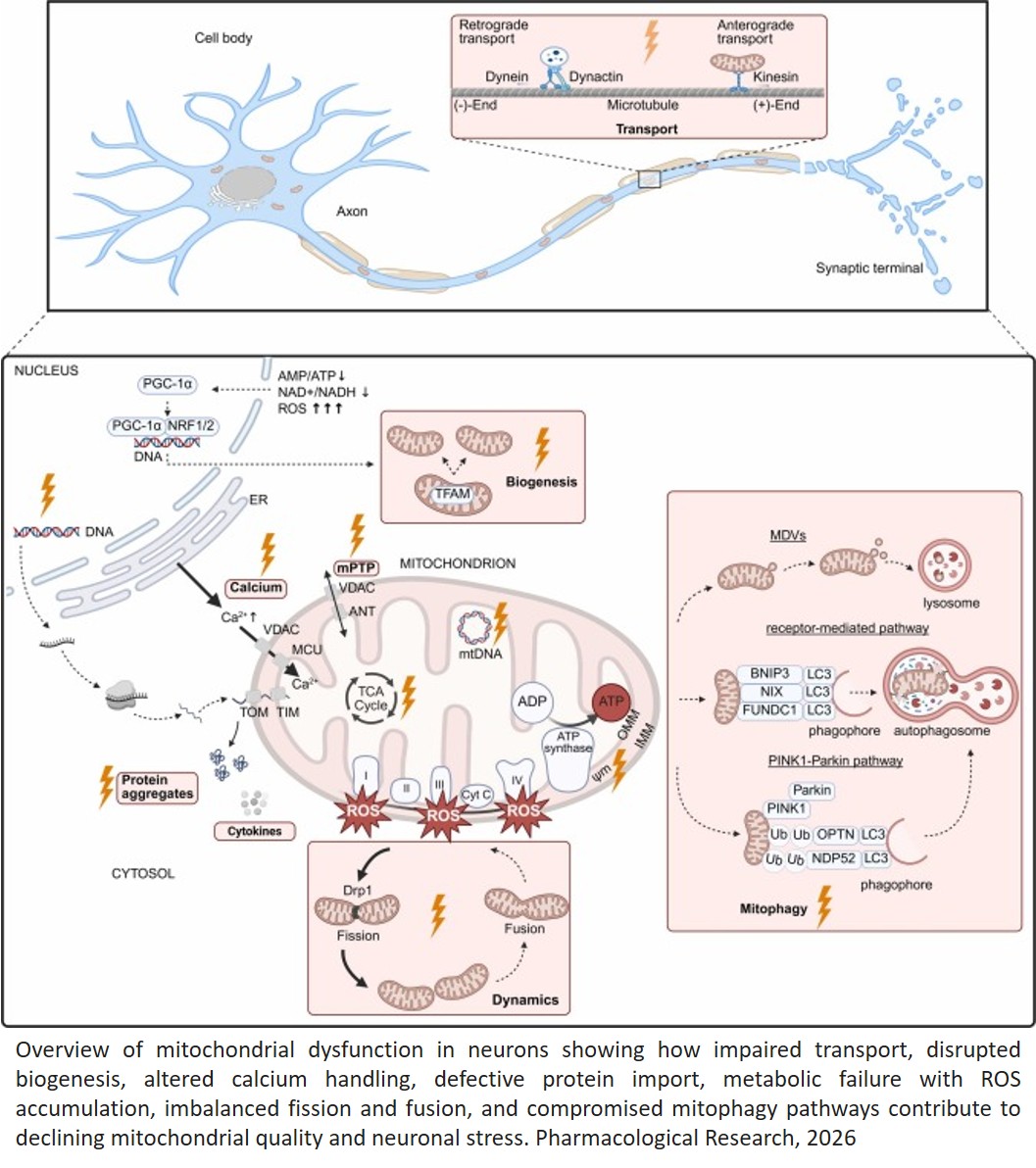 Improving Mitochondrial Function in Neurodegenerative Diseases