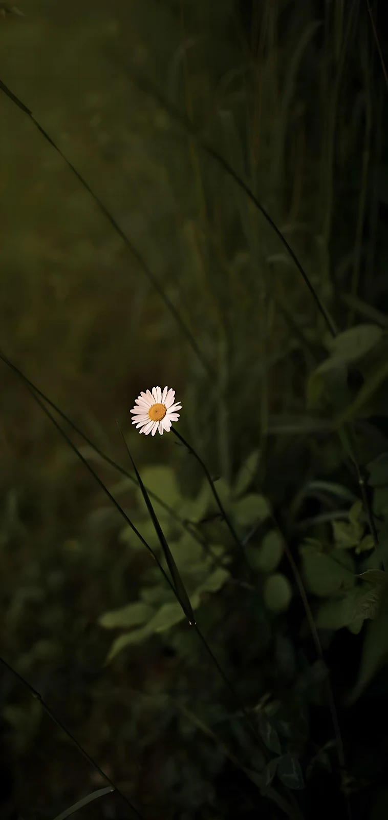 Daisy, Flower, Nature, Floral 2K iPhone Wallpaper Background (1940x4096)