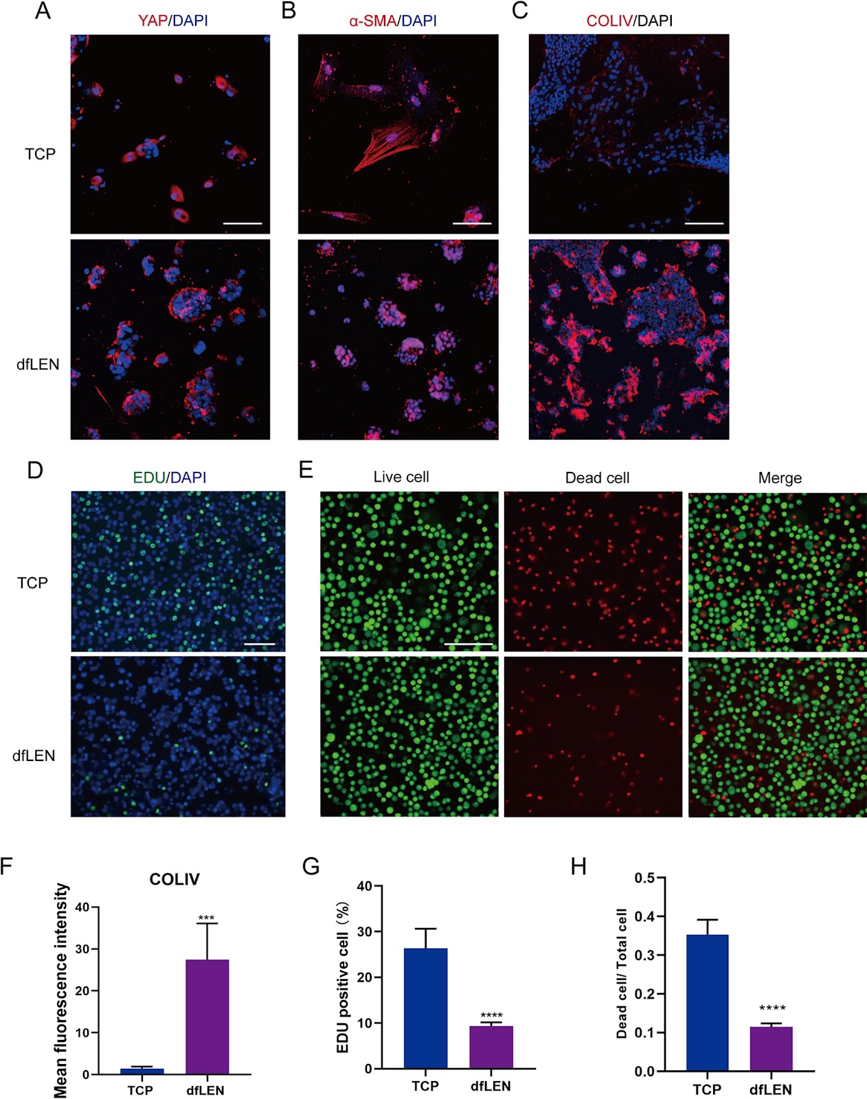 The influence of femtosecond laser intrastromal lenticules on the characteristics and maturity in tissue-engineered stem cell-derived retinal pigment epithelium sheets