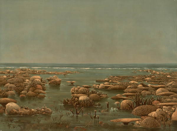 Australian Barrier Reef Low Woody Island east coast of Queensland Trinity Bay 18