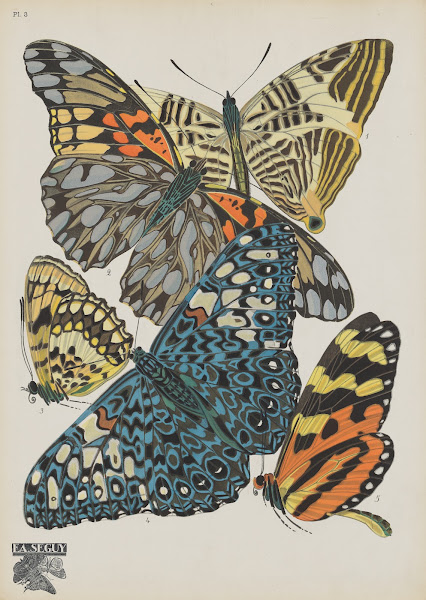 Papillons Pl03 1920