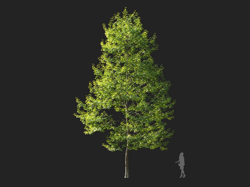 Maxtree - Plant Models Vol.114