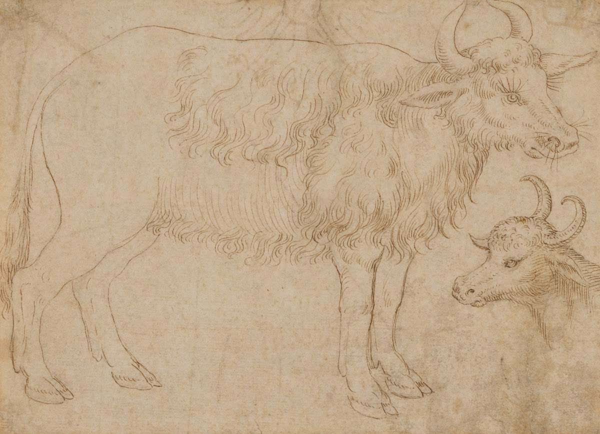 Study of Two Bovine Animals mid 15th century