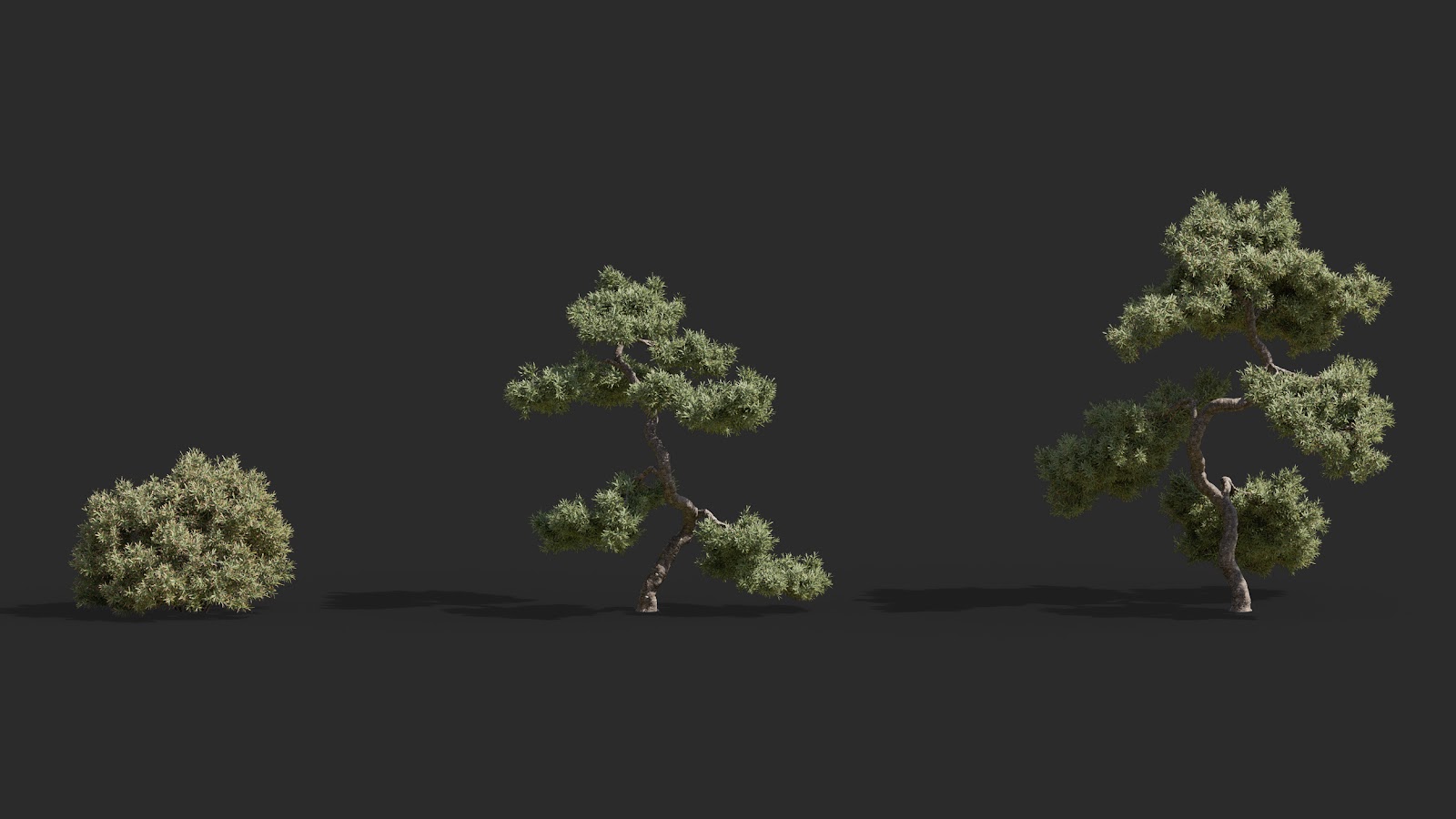 Maxtree - Plant Models Vol.63