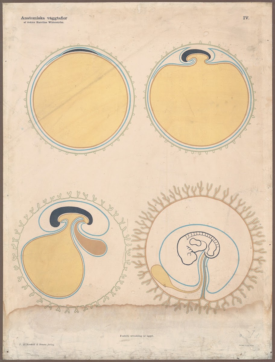 The development of the egg 1928