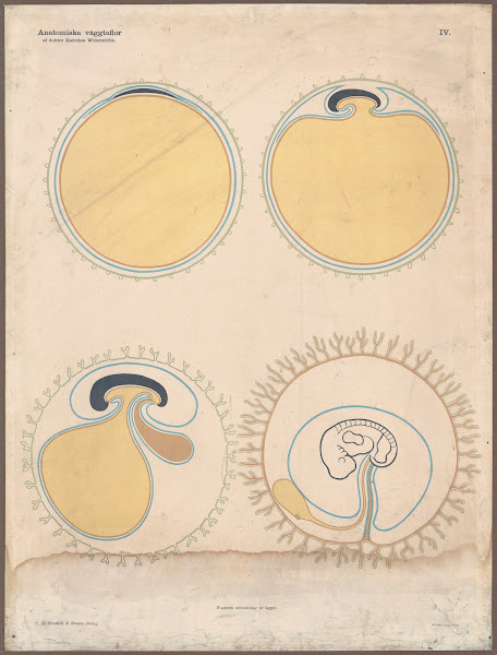 The development of the egg 1928
